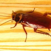 plaga de cucarachas
