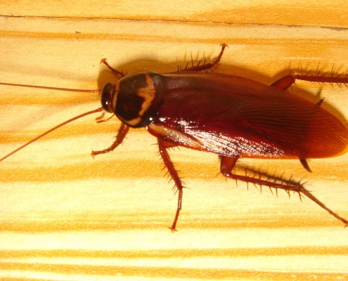 plaga de cucarachas
