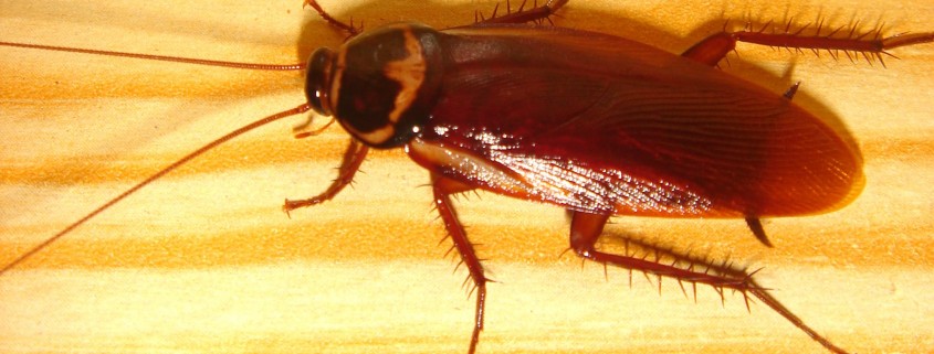 plaga de cucarachas