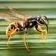 Avispa Asiática - Imagen de Richard Bartz en wikipedia