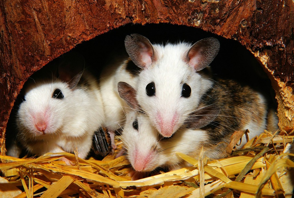 Ratones en casa