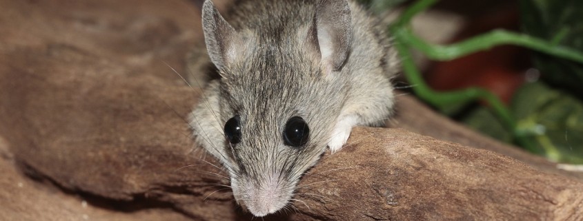 Ratones en casa qué hacer