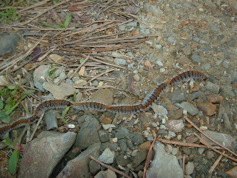 Procesionaria del pino