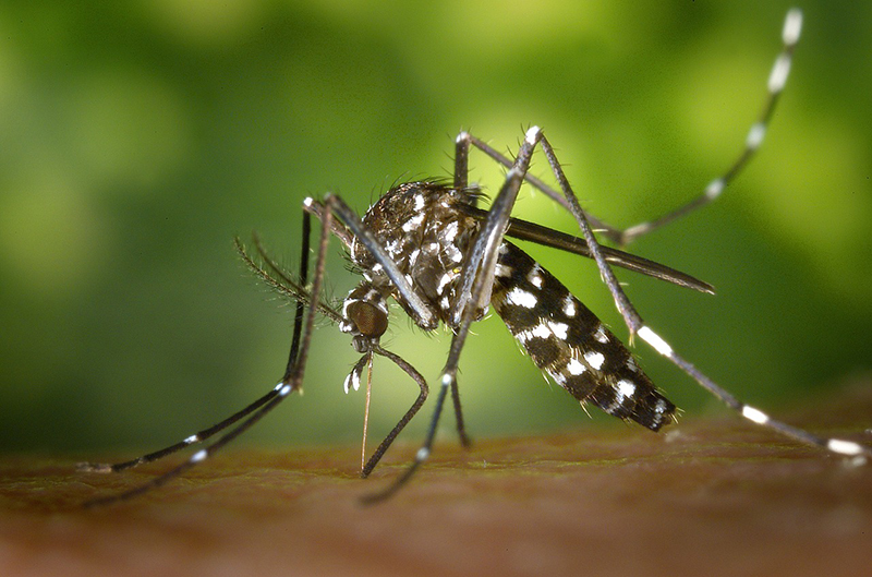 I+D Control de Plagas - Mosquitos y enfermedades - Mosquito Tigre