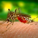 Mosquitos y enfermedades: consecuencias de inviernos cálidos