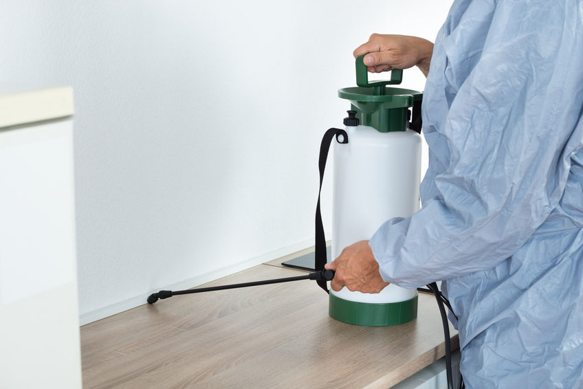 Cucarachas en casa - Blog I+D Control de Plagas