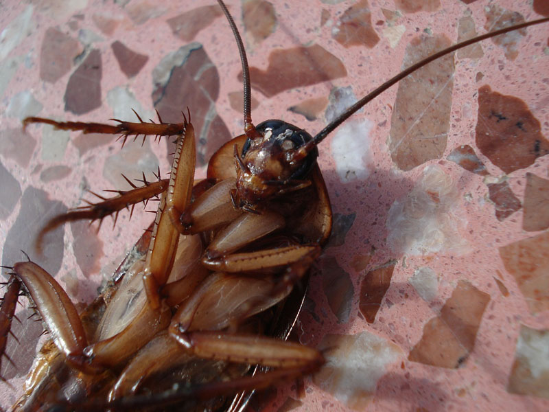 Plaga de cucarachas - Blog I+D Control de Plagas