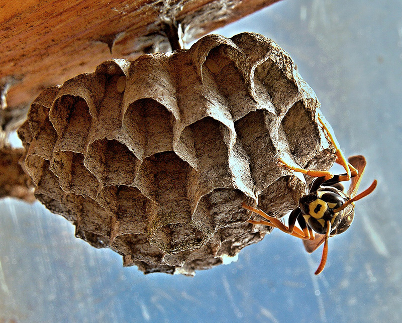 Los insectos - Blog de I+D Control de Plagas - Colmena