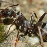 Insectos, algunas curiosidades