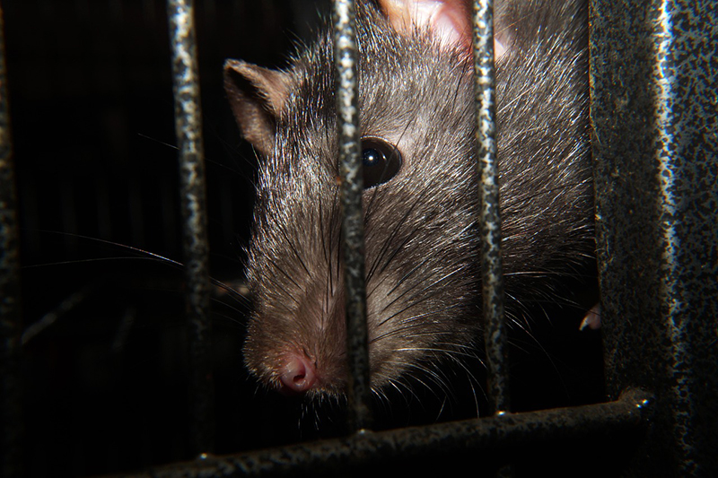 Medidas contra las ratas - ID Control Blog