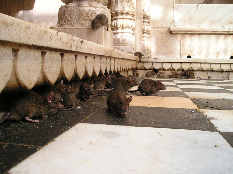 Ratas en las calles - Blog I+D Control de Plagas