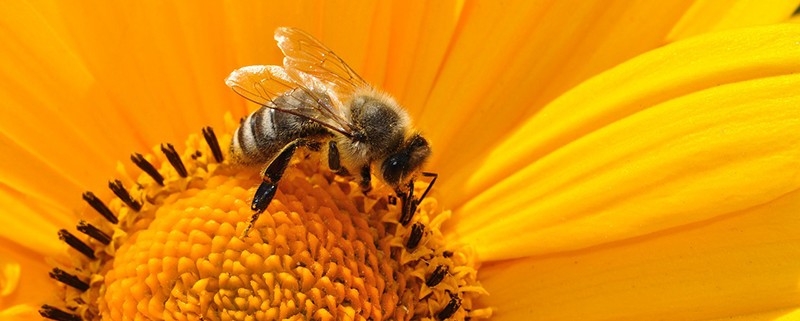 abejas en peligro - Blog I+D Control de Plagas