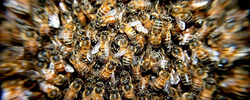 Ataques de abejas - ID Control de Plagas Blog