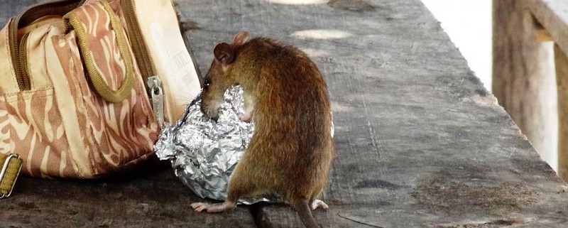 Conocer a tu enemigo - Blog de ID Control de Plagas
