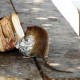 Conocer a tu enemigo - Blog de ID Control de Plagas