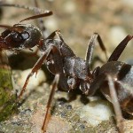 Hormigas, control de plagas