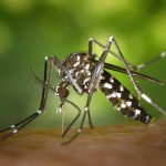 Mosquitos tigre adelantan su apogeo