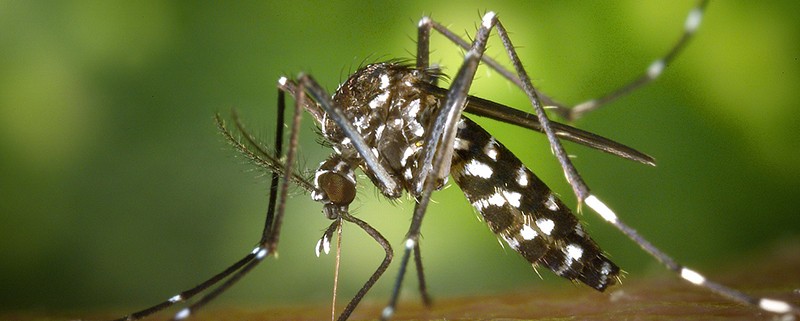 Mosquitos tigre - ID Control Blog