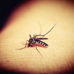 Picaduras de mosquitos, ¿por qué siempre a mí?