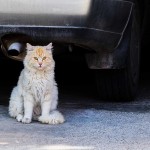 Gatos en la calle, ¿otra plaga?