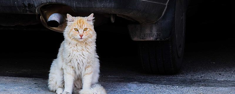 Gatos callejeros - ID Control de Plagas
