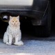 Gatos callejeros - ID Control de Plagas