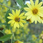 Abejas melíferas y humanos, ¿más parecidos de los que imaginamos?
