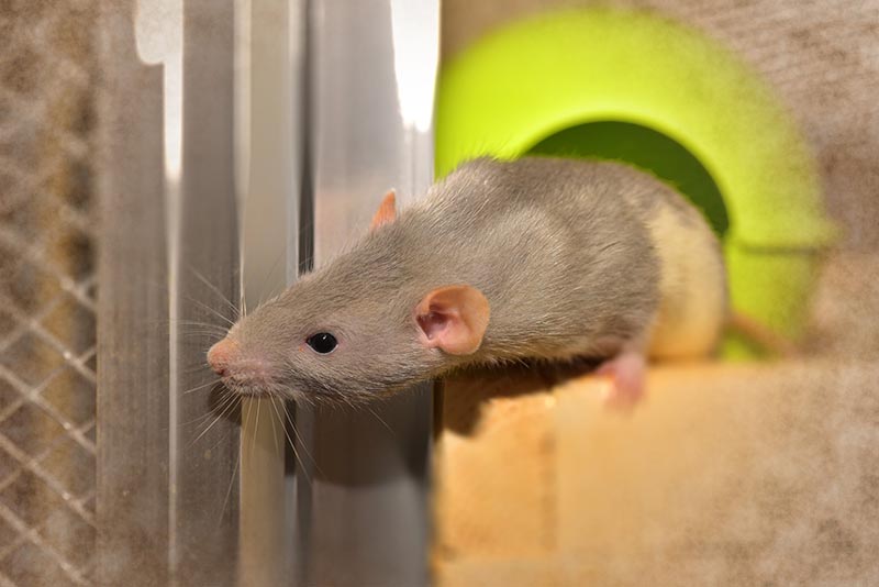 Plagas de ratas y ratones - ID Control de Plagas Urbanas