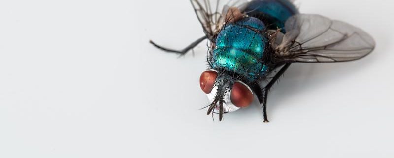 Insectos voladores en industrias alimenticias - ID Control de Plagas
