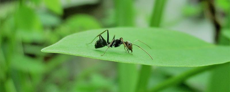 Hormigas - ID Control de Plagas