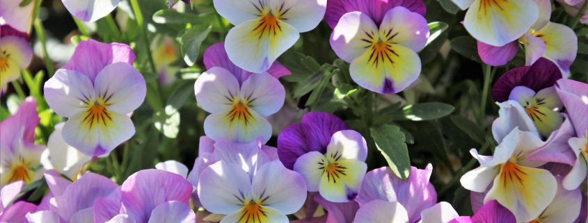 Plagas comunes en primavera - ID Control de Plagas
