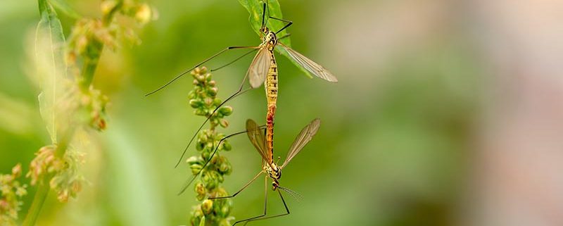 Mosquitos en verano - ID Control de Plagas