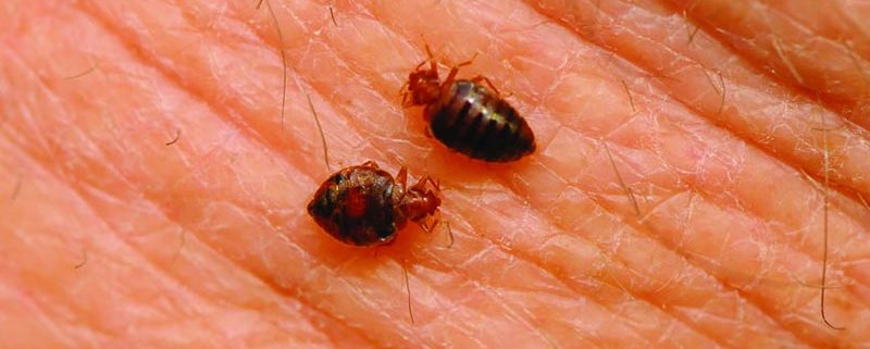 Plagas de chinches de cama - ID Control de Plagas