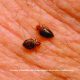 Plagas de chinches de cama - ID Control de Plagas