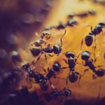 ¿Cómo acabar con las hormigas de tu casa?