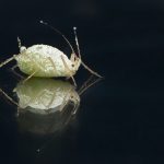 ¿Qué debemos hacer si tenemos un problema de plagas?
