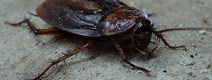Eliminar plaga de Cucarachas negras en comunidades de vecinos