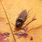 ¿Es peligrosa la carcoma?