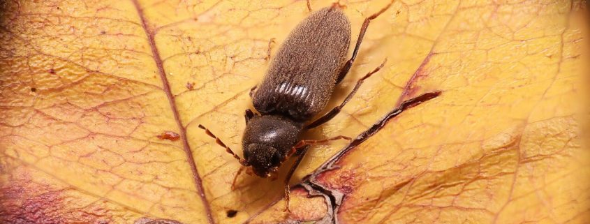 ¿Es peligrosa la carcoma?