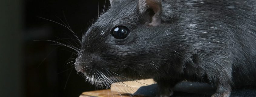 Llega la rata negra a Madrid, un enemigo en la lucha contra las plagas