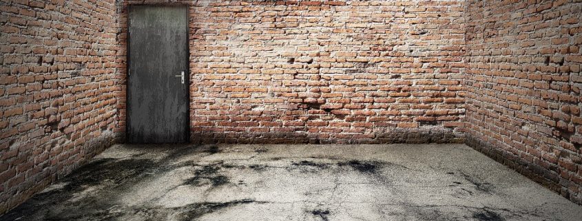 ¿Cómo eliminar las plagas de tu garaje?