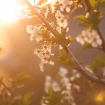 ¿Qué plagas nos encontramos cuando llega la primavera?