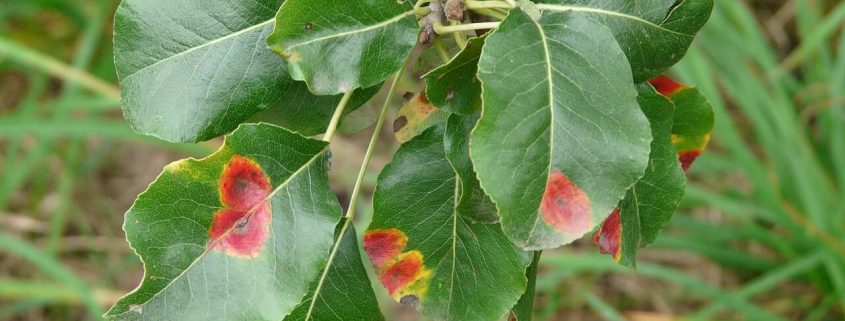 hongos y las enfermedades en plantas
