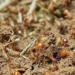 Tratamientos para evitar termitas en nuestra casa