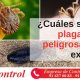 Cuáles son las plagas más peligrosas del mundo?