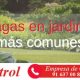 Plagas en jardines más comunes