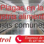 Plagas en la industria alimentaria: cuáles son las más comunes