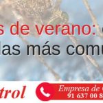 Cuáles son las principales plagas de verano