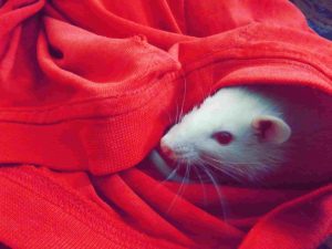 las ratas, una de las plagas más peligrosas