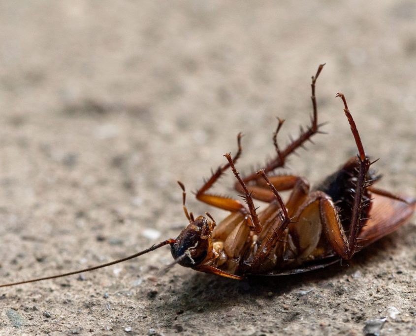 plaga de cucaracha